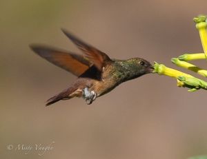Hummingbird.Berylline IMG_9632.jpg